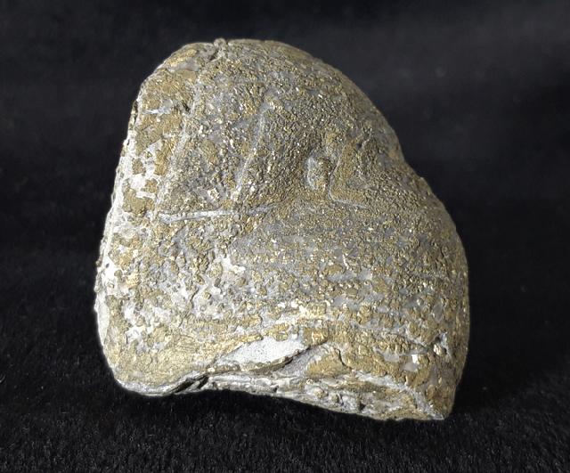 Paraspirifer bownockeri (STEWART 1927) - Bild &copy; FossNet FossilienStore